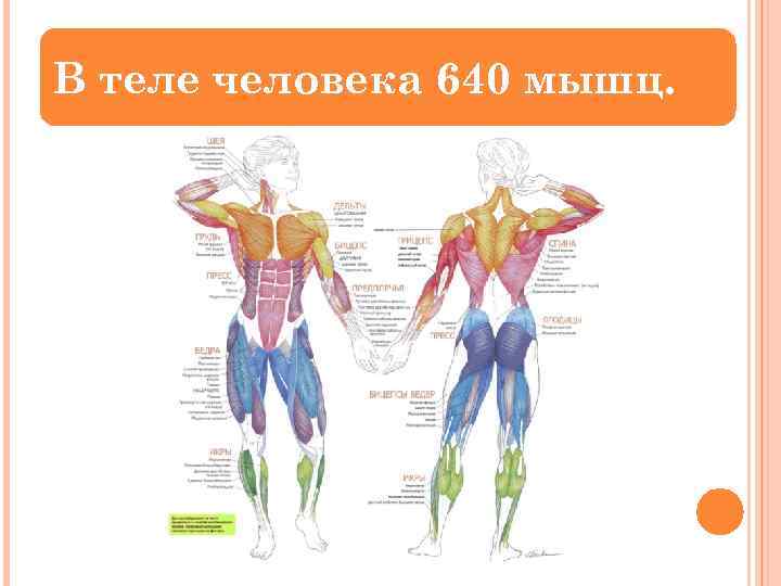 В теле человека 640 мышц. 
