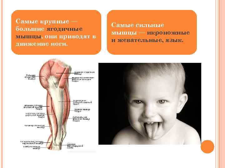 Самые крупные — большие ягодичные мышцы, они приводят в движение ноги. Самые сильные мышцы