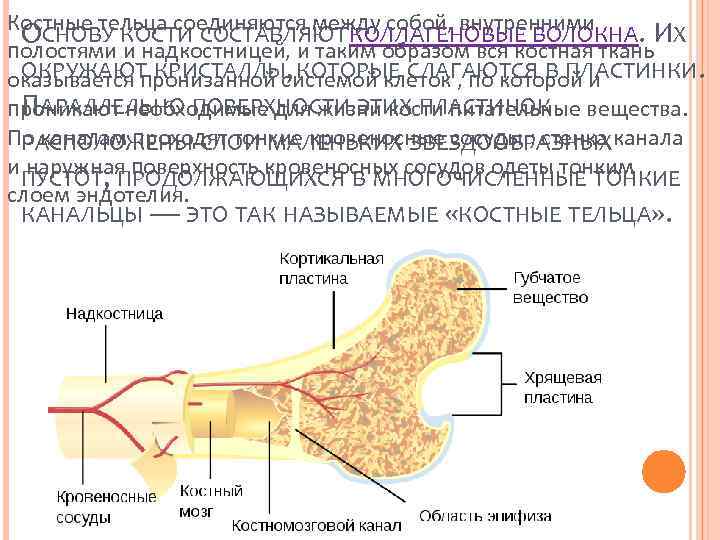 Костные тельца соединяются между собой, внутренними ОСНОВУ КОСТИ СОСТАВЛЯЮТ КОЛЛАГЕНОВЫЕ ВОЛОКНА. ИХ полостями и