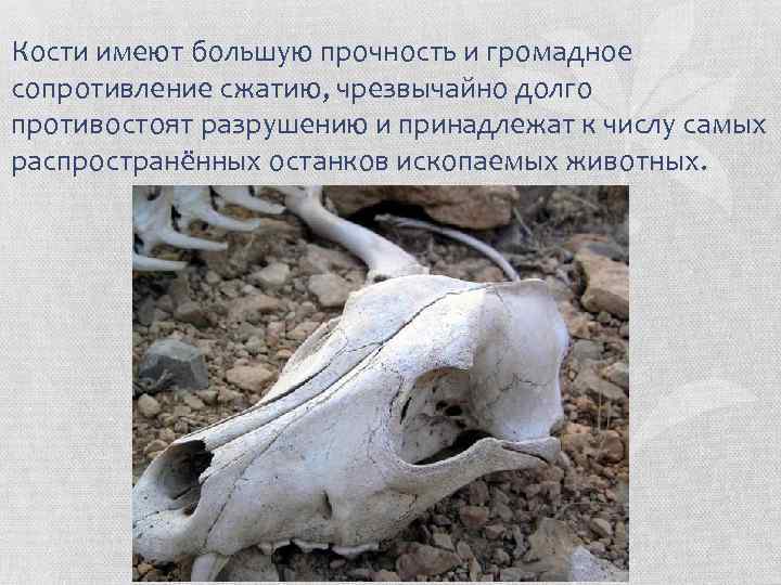 Кости имеют большую прочность и громадное сопротивление сжатию, чрезвычайно долго противостоят разрушению и принадлежат