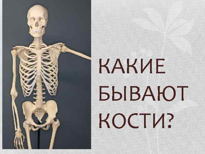 Какие бывают кости. Кости бывают. Какие кости. Какие бывают у нас кости.