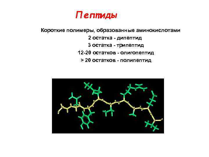 Пептиды Короткие полимеры, образованные аминокислотами 2 остатка - дипептид 3 остатка - трипептид 12