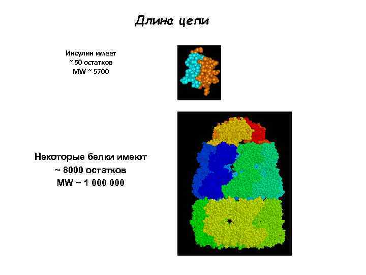 Длина цепи Инсулин имеет ~ 50 остатков MW ~ 5700 Некоторые белки имеют ~