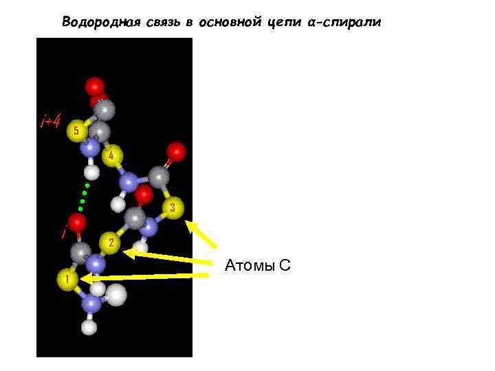 Водородная связь в основной цепи α-спирали i+4 5 4 3 i 2 1 Атомы