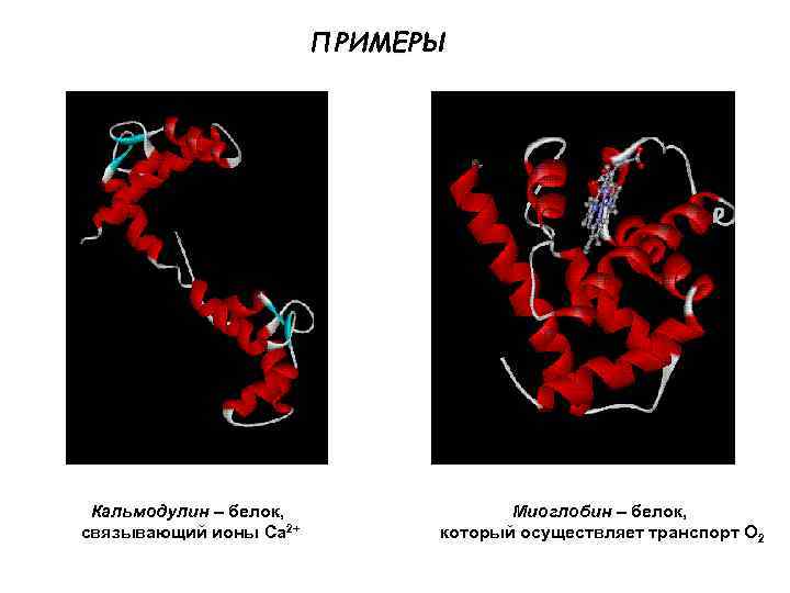 ПРИМЕРЫ Кальмодулин – белок, связывающий ионы Ca 2+ Миоглобин – белок, который осуществляет транспорт