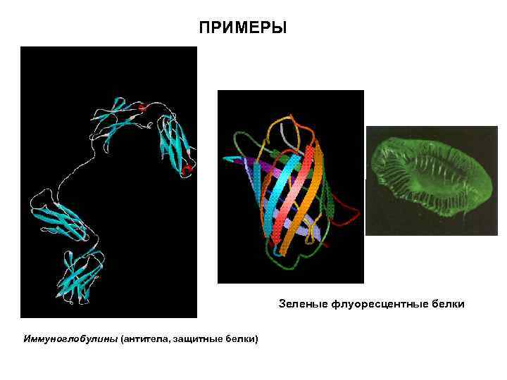 ПРИМЕРЫ Зеленые флуоресцентные белки Иммуноглобулины (антитела, защитные белки) 