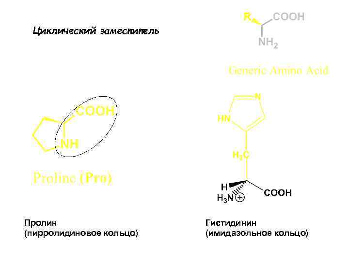 Циклический заместитель Пролин (пирролидиновое кольцо) Гистидинин (имидазольное кольцо) 