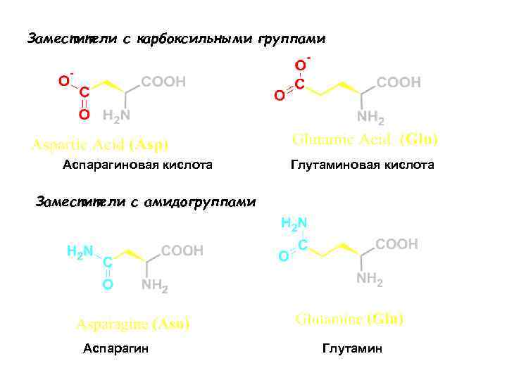 Заместители с карбоксильными группами Аспарагиновая кислота Глутаминовая кислота Заместители с амидогруппами Аспарагин Глутамин 