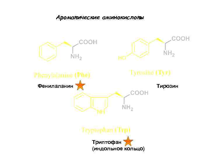 Ароматические аминокислоты Фенилаланин Тирозин Триптофан (индольное кольцо) 
