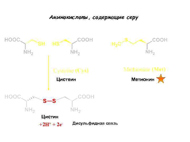Аминокислоты, содержащие серу Цистеин Цистин +2 H+ + 2 e- Дисульфидная связь Метионин 