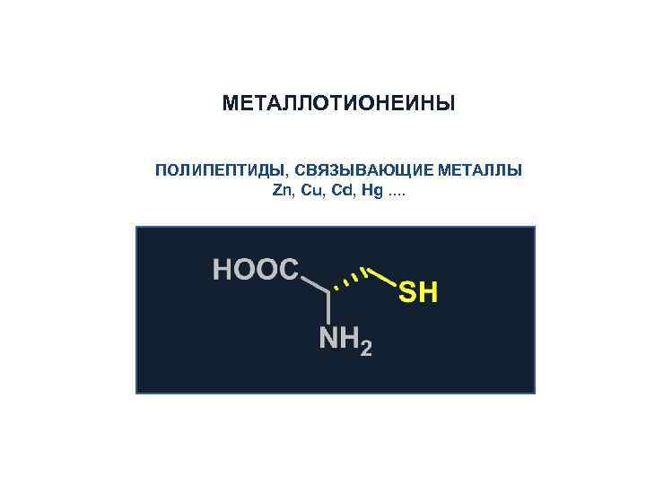 МЕТАЛЛОТИОНЕИНЫ ПОЛИПЕПТИДЫ, СВЯЗЫВАЮЩИЕ МЕТАЛЛЫ Zn, Cu, Cd, Hg. . 