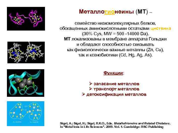 Металлотионеины (MT) – MT семейство низкомолекулярных белков, обогащенных аминокислотными остатками цистеина (30% Cys, MW