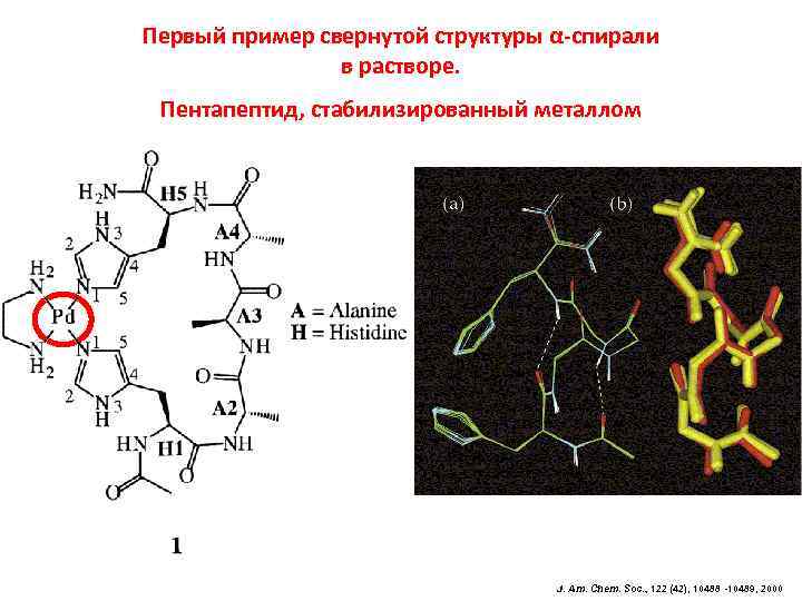 Первый пример свернутой структуры α-спирали в растворе. Пентапептид, стабилизированный металлом J. Am. Chem. Soc.