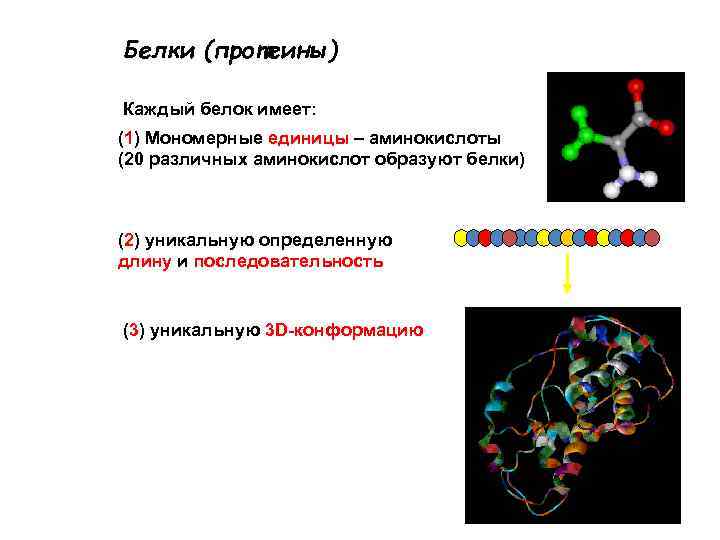 Белки (протеины) Каждый белок имеет: (1) Мономерные единицы – аминокислоты (20 различных аминокислот образуют