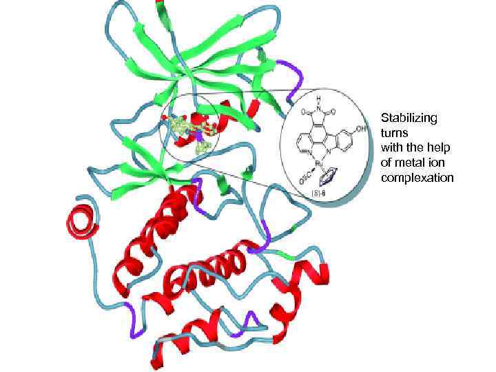 Stabilizing turns with the help of metal ion complexation 