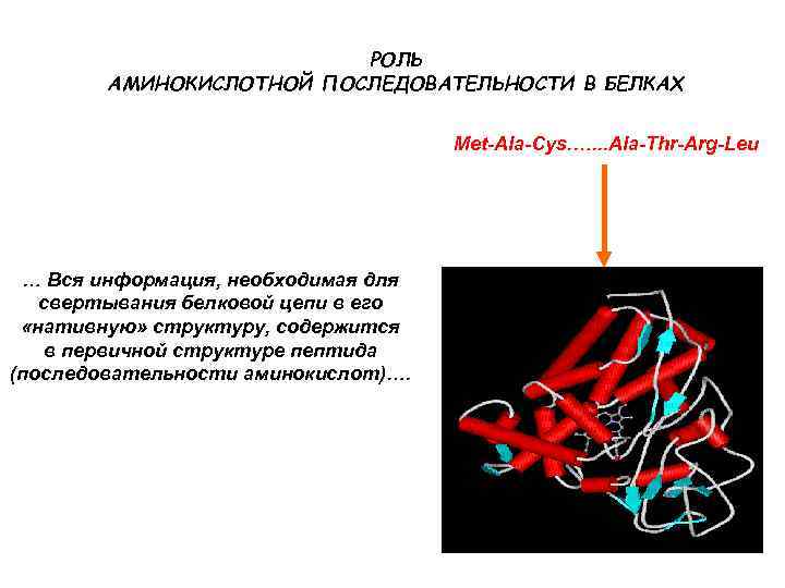 РОЛЬ АМИНОКИСЛОТНОЙ ПОСЛЕДОВАТЕЛЬНОСТИ В БЕЛКАХ Met-Ala-Cys. …. . . Ala-Thr-Arg-Leu … Вся информация, необходимая