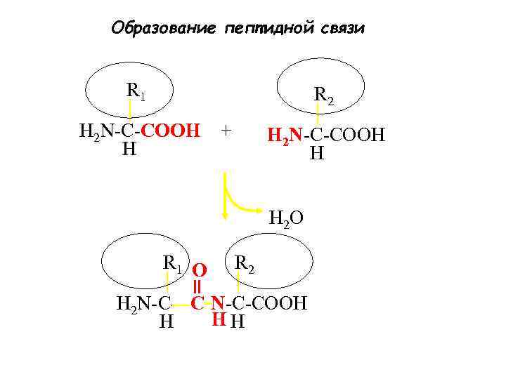 Образование пептидной связи R 1 R 2 H 2 N-C-COOH H + H 2