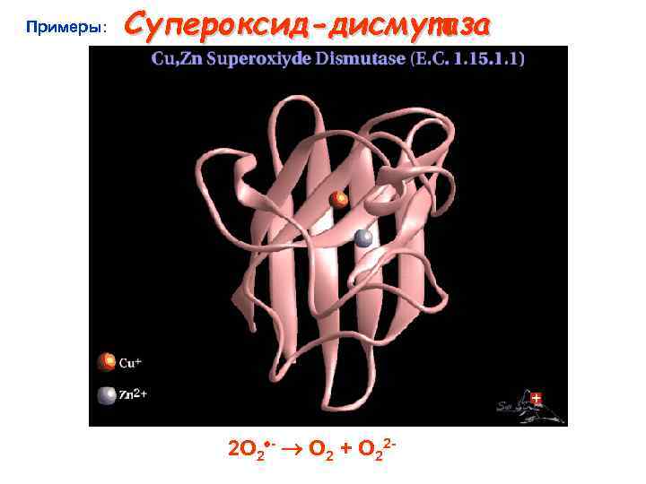 Примеры: Супероксид-дисмутаза 2 O 2 + O 22 