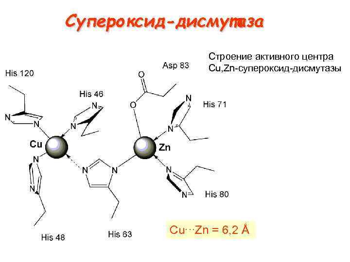 Супероксид-дисмутаза Строение активного центра Cu, Zn супероксид дисмутазы Cu∙·∙Zn = 6, 2 Å 