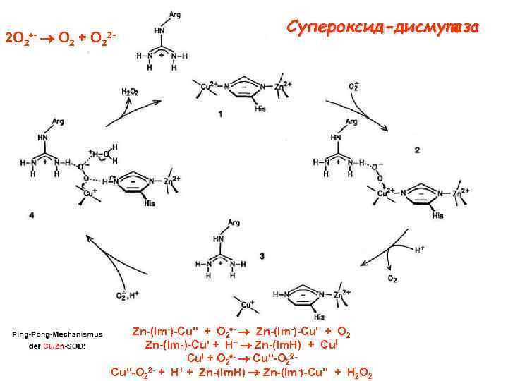 2 O 2 + O 2 2 Супероксид-дисмутаза Zn (lm ) Cu