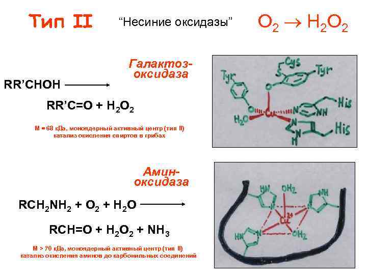 Тип II RR’CHOH “Несиние оксидазы” Галактозоксидаза RR’C=O + H 2 O 2 M =