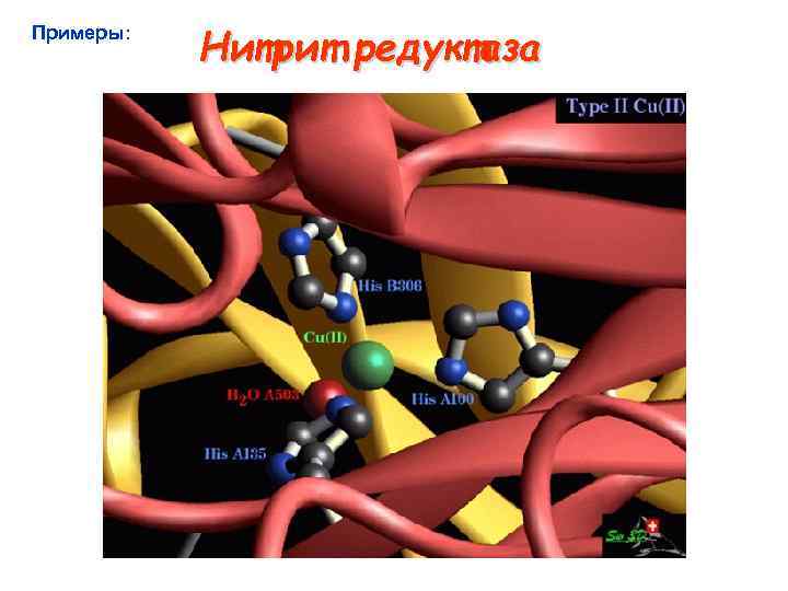 Примеры: Нитрит редуктаза 
