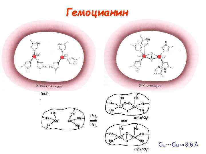 Гемоцианин Cu···Cu 3, 6 Å 