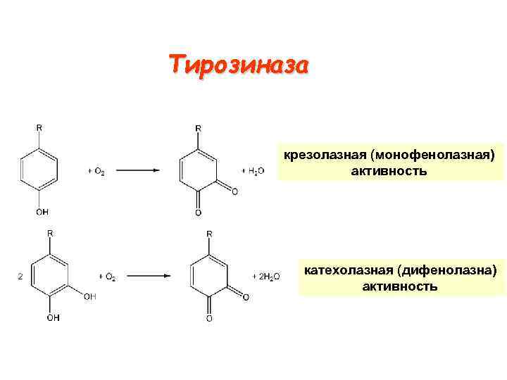 Тирозиназа крезолазная (монофенолазная) активность катехолазная (дифенолазна) активность 