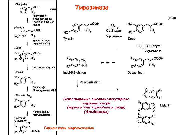 Тирозиназа Нерастворимые высокомолекулярные гетерополимеры (черного или коричневого цвета) (Альбинизм) Гормон коры надпочечников 