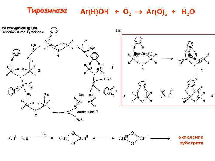 Тирозиназа Ar(H)OH + O 2 Ar(O)2 + H 2 O окисление субстрата 
