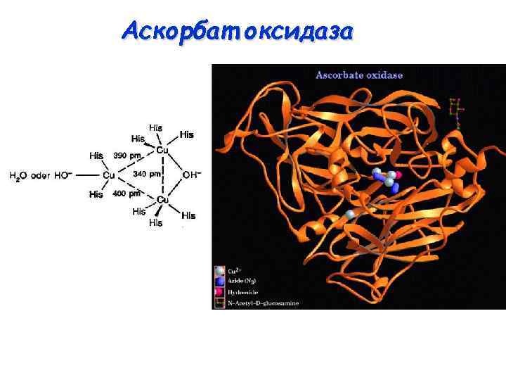 Аскорбат оксидаза 
