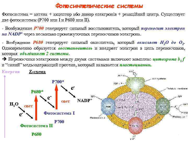 Фотосинтетические системы Фотосистема = антена + акцептор або донор електронів + реакційний центр. Существует