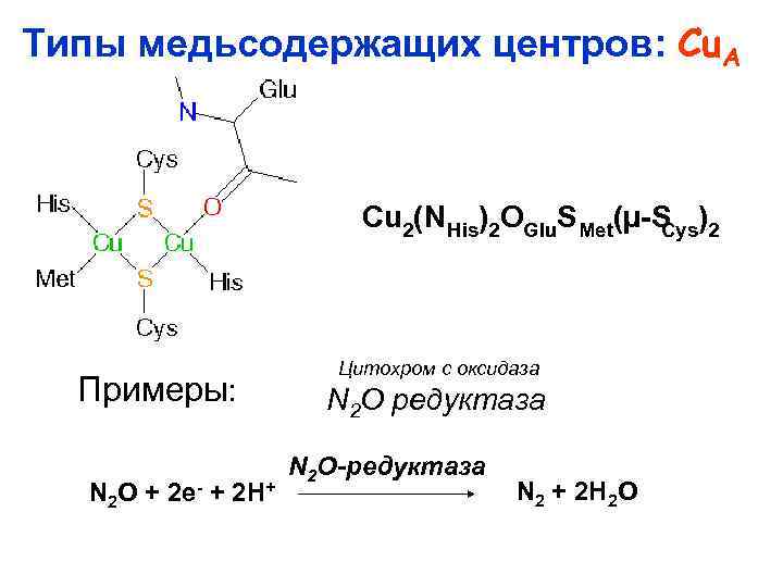 Типы медьсодержащих центров: Cu. A Cu 2(N His)2 OGlu. S Met(µ S )2 Cys