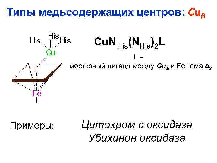 Типы медьсодержащих центров: Cu. В Cu. N His(NHis)2 L L= мостковый лиганд между Cu.