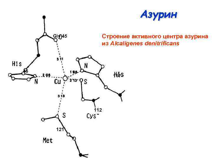 Азурин Строение активного центра азурина из Alcaligenes denitrificans Gly 45 46 117 112 121
