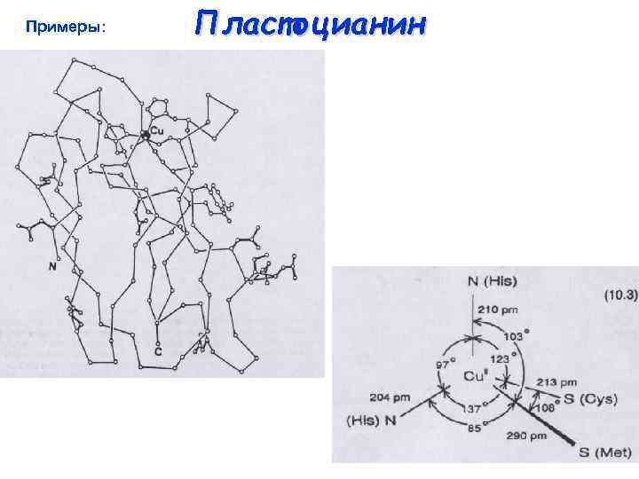 Примеры: Пластоцианин 