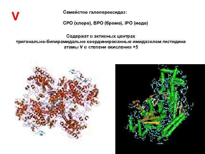 V Семейство галопероксидаз: CPO (хлоро), BPO (бромо), IPO (иодо) Содержат в активных центрах тригонально-бипирамидально