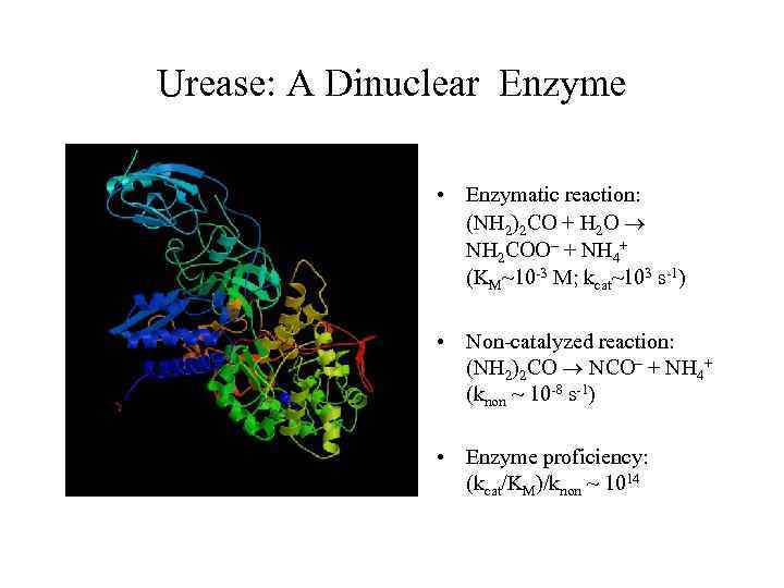 Urease: A Dinuclear Enzyme • Enzymatic reaction: (NH 2)2 CO + H 2 O