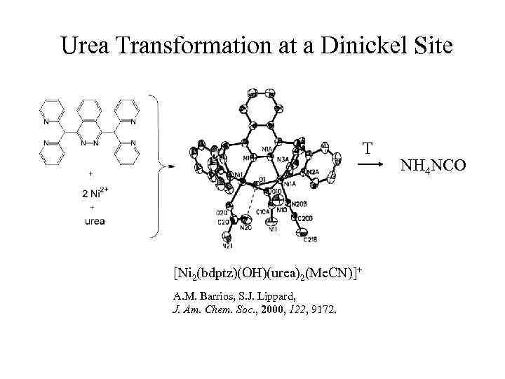 Urea Transformation at a Dinickel Site T [Ni 2(bdptz)(OH)(urea)2(Me. CN)]+ A. M. Barrios, S.