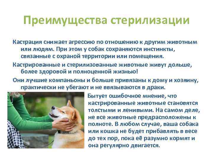 Преимущества стерилизации Кастрация снижает агрессию по отношению к другим животным или людям. При этом