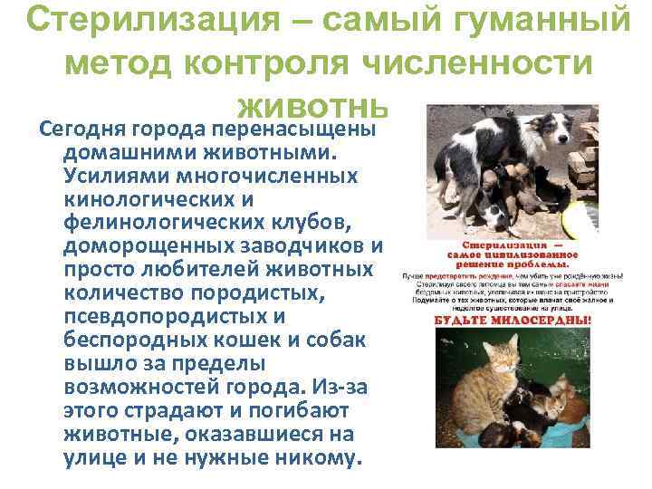 Стерилизация – самый гуманный метод контроля численности животных Сегодня города перенасыщены домашними животными. Усилиями