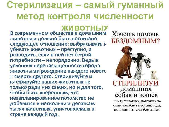 Стерилизация – самый гуманный метод контроля численности животных В современном обществе к домашним животным