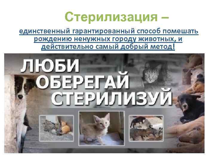 Стерилизация – единственный гарантированный способ помешать рождению ненужных городу животных, и действительно самый добрый