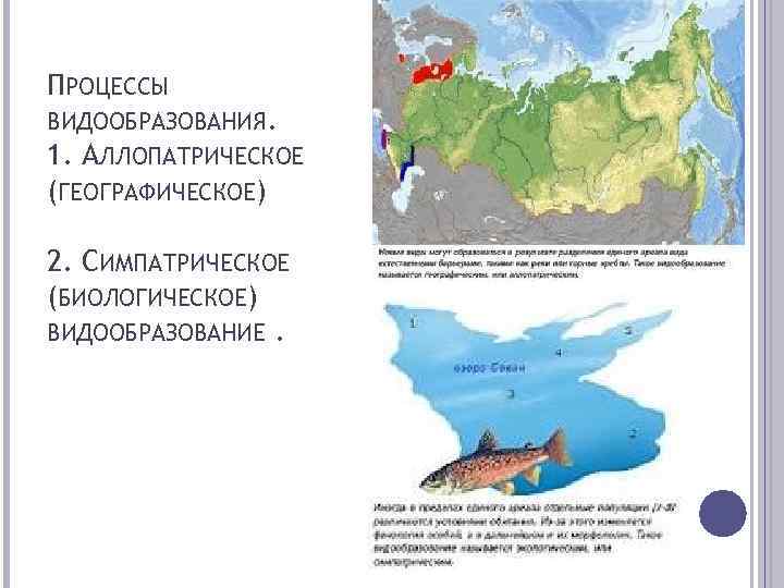 Схема аллопатрического видообразования