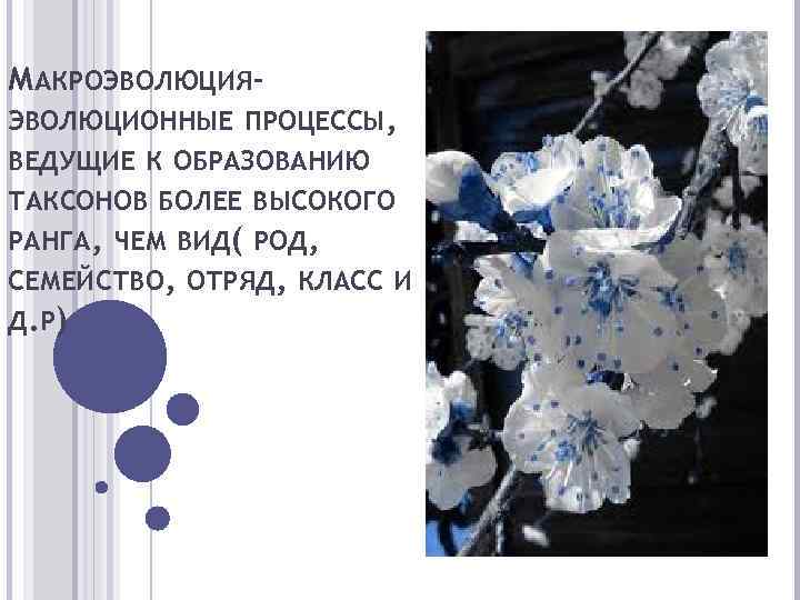 МАКРОЭВОЛЮЦИЯЭВОЛЮЦИОННЫЕ ПРОЦЕССЫ, ВЕДУЩИЕ К ОБРАЗОВАНИЮ ТАКСОНОВ БОЛЕЕ ВЫСОКОГО РАНГА, ЧЕМ ВИД( РОД, СЕМЕЙСТВО, ОТРЯД,