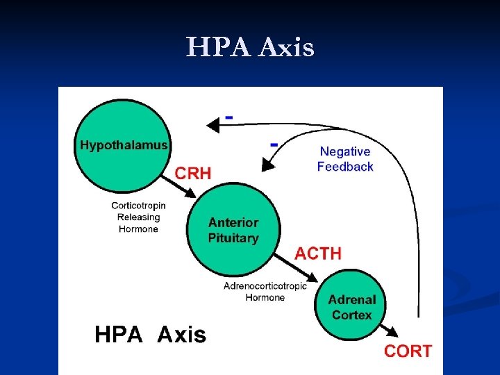 HPA Axis 