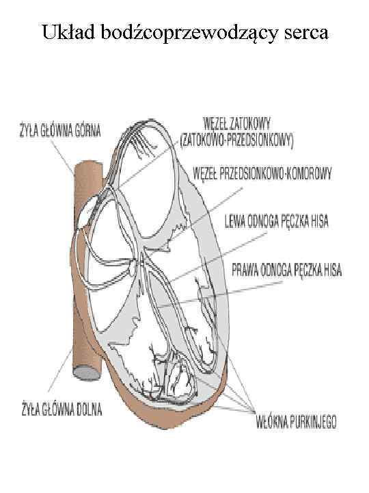 Układ bodźcoprzewodzący serca 