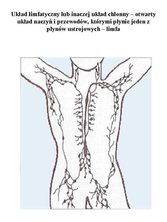Układ limfatyczny lub inaczej układ chłonny – otwarty układ naczyń i przewodów, którymi płynie