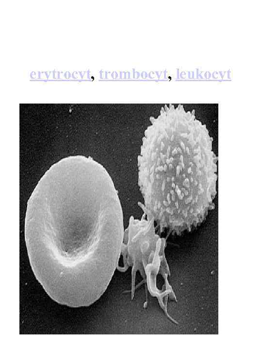 erytrocyt, trombocyt, leukocyt 