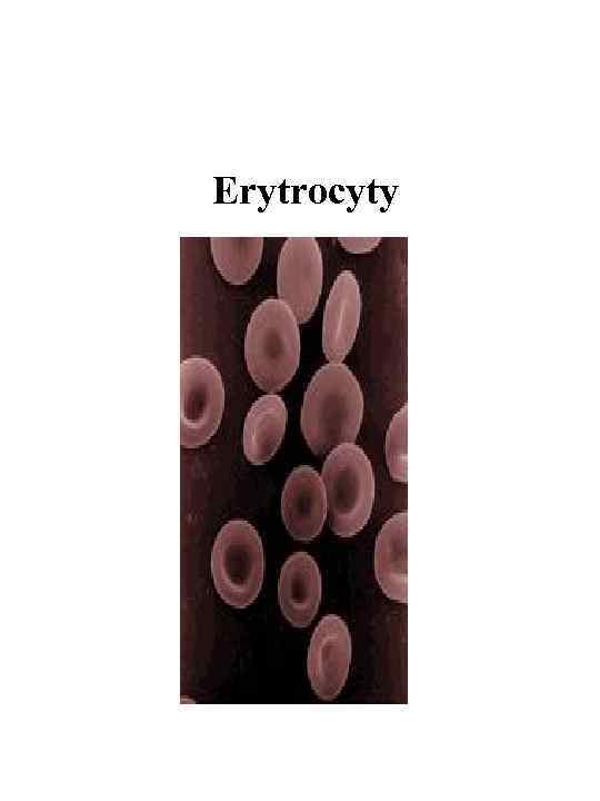 Erytrocyty 